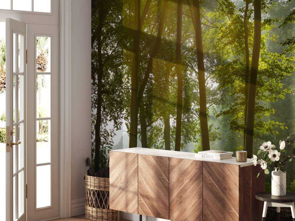 Forest in the morning sun