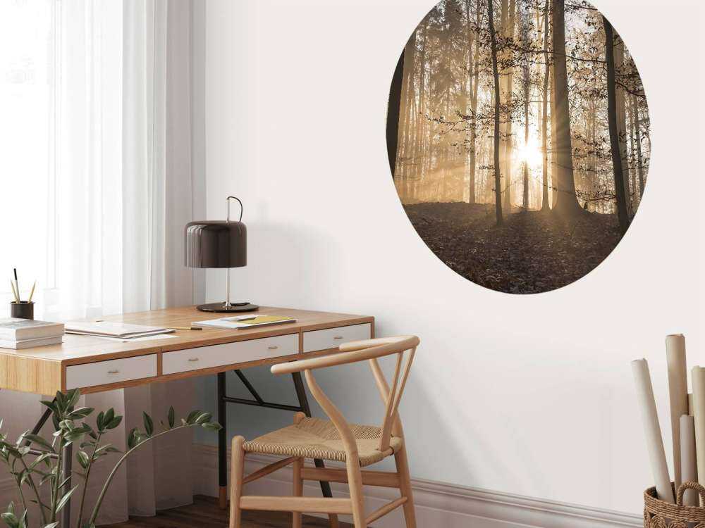 Sunshine in a misty forest