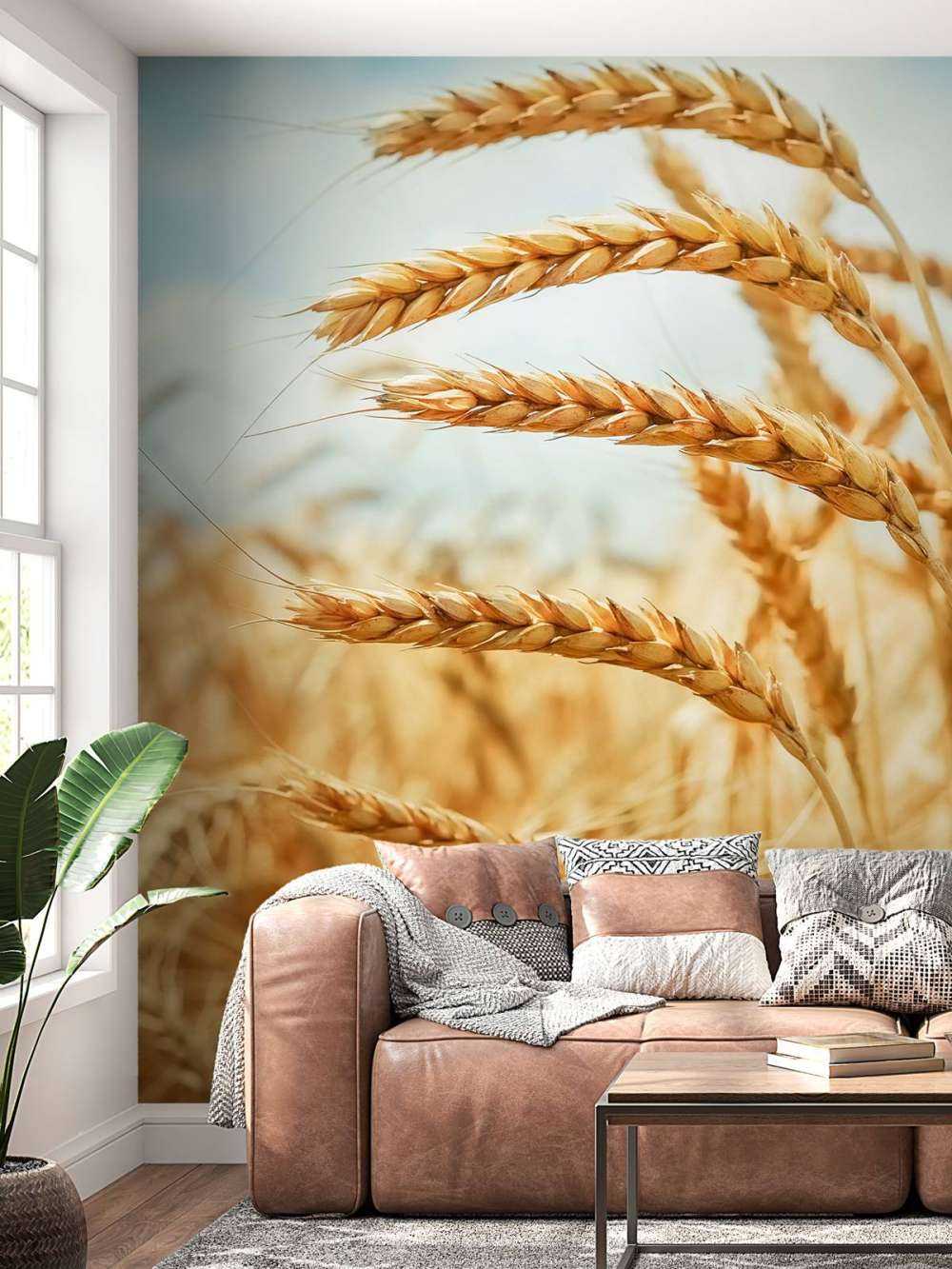 Close up of a cereal plant