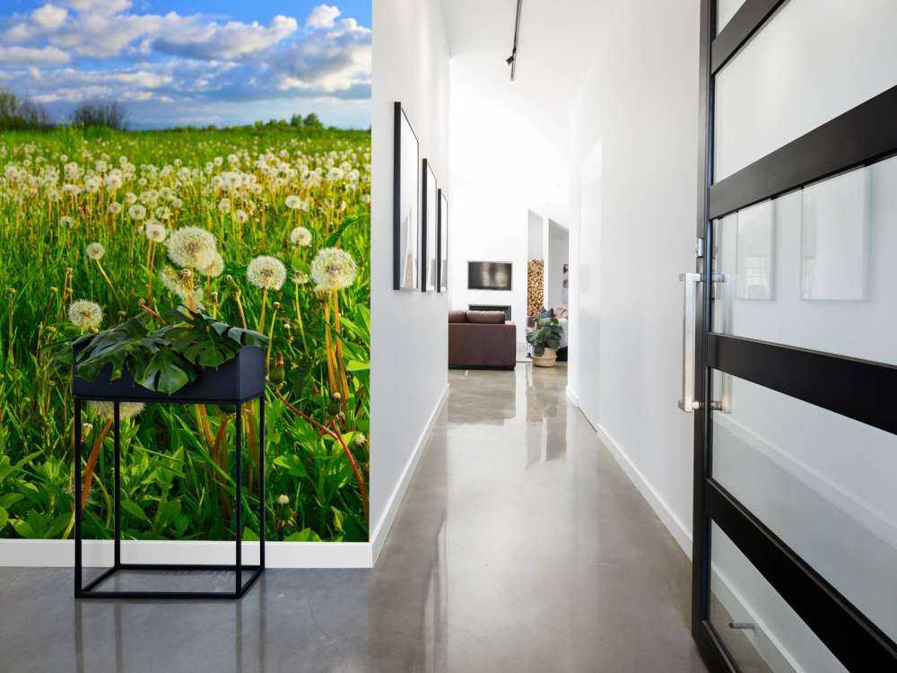 Field of Dandelions