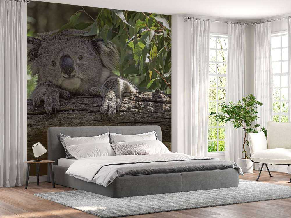 Cute koala