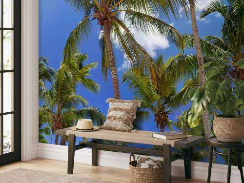 Coconut palm trees