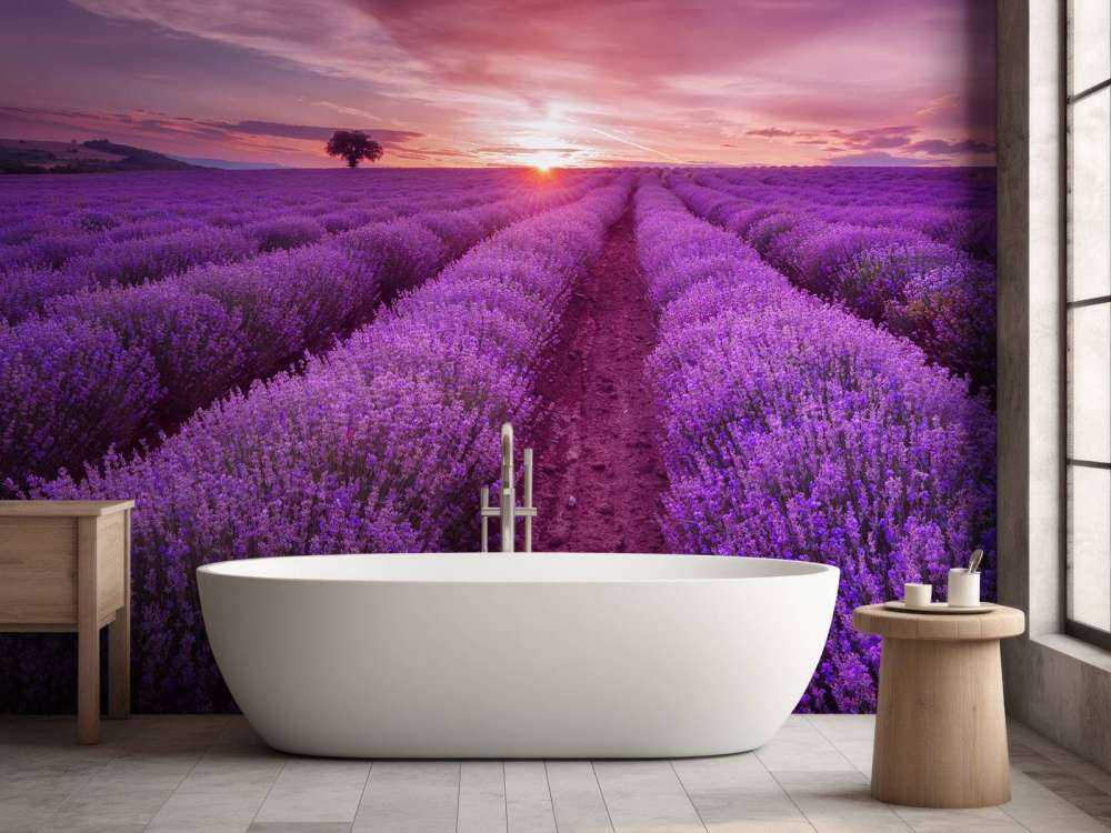 Field full with lavender