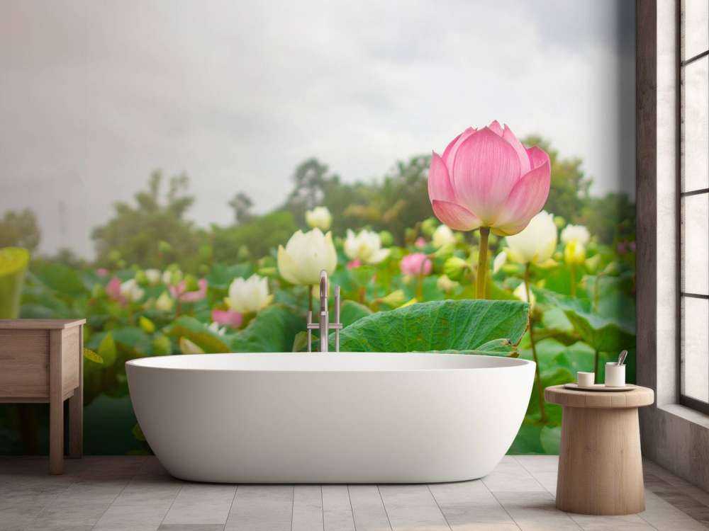 Pink and white lotus flowers