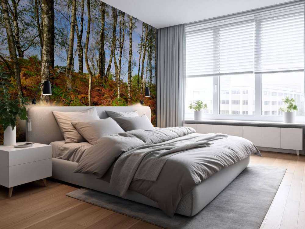 Birches with coloured ferns