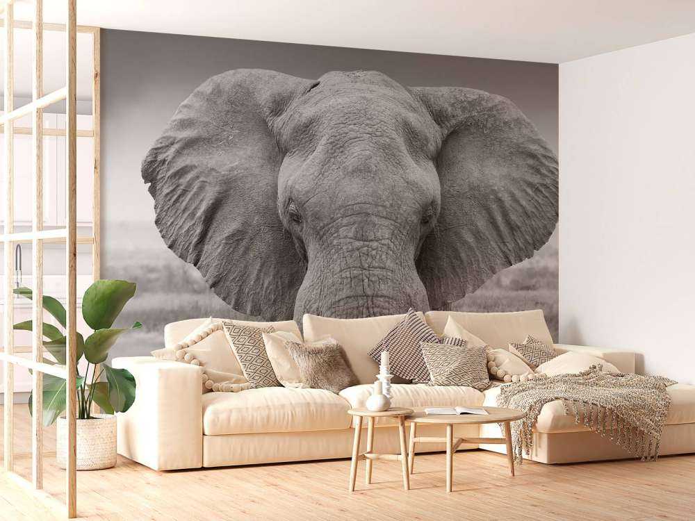 Elephant black and white