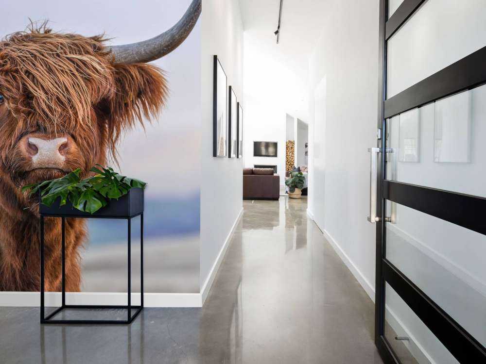 Staring Scottish Highlander