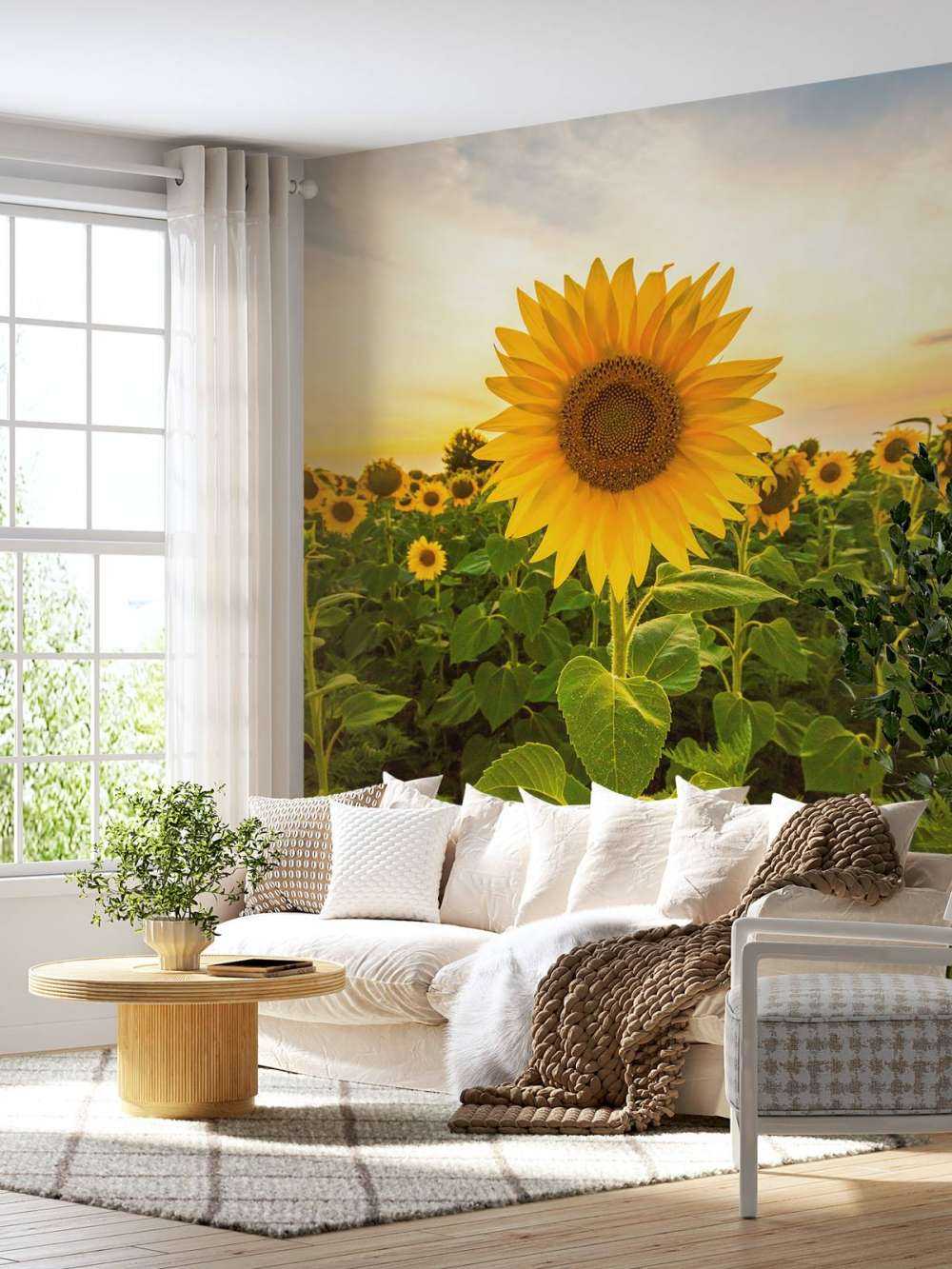 Sunflower in the field