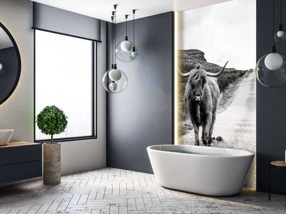 Scottish Highlander on a road