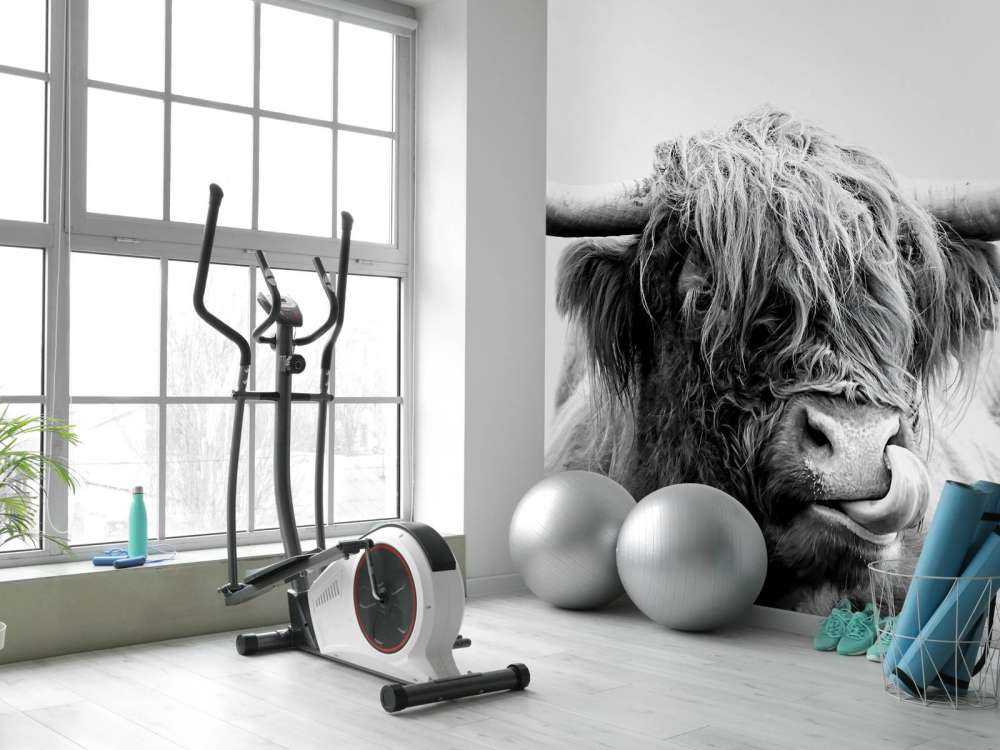 Funny Scottish Highlander