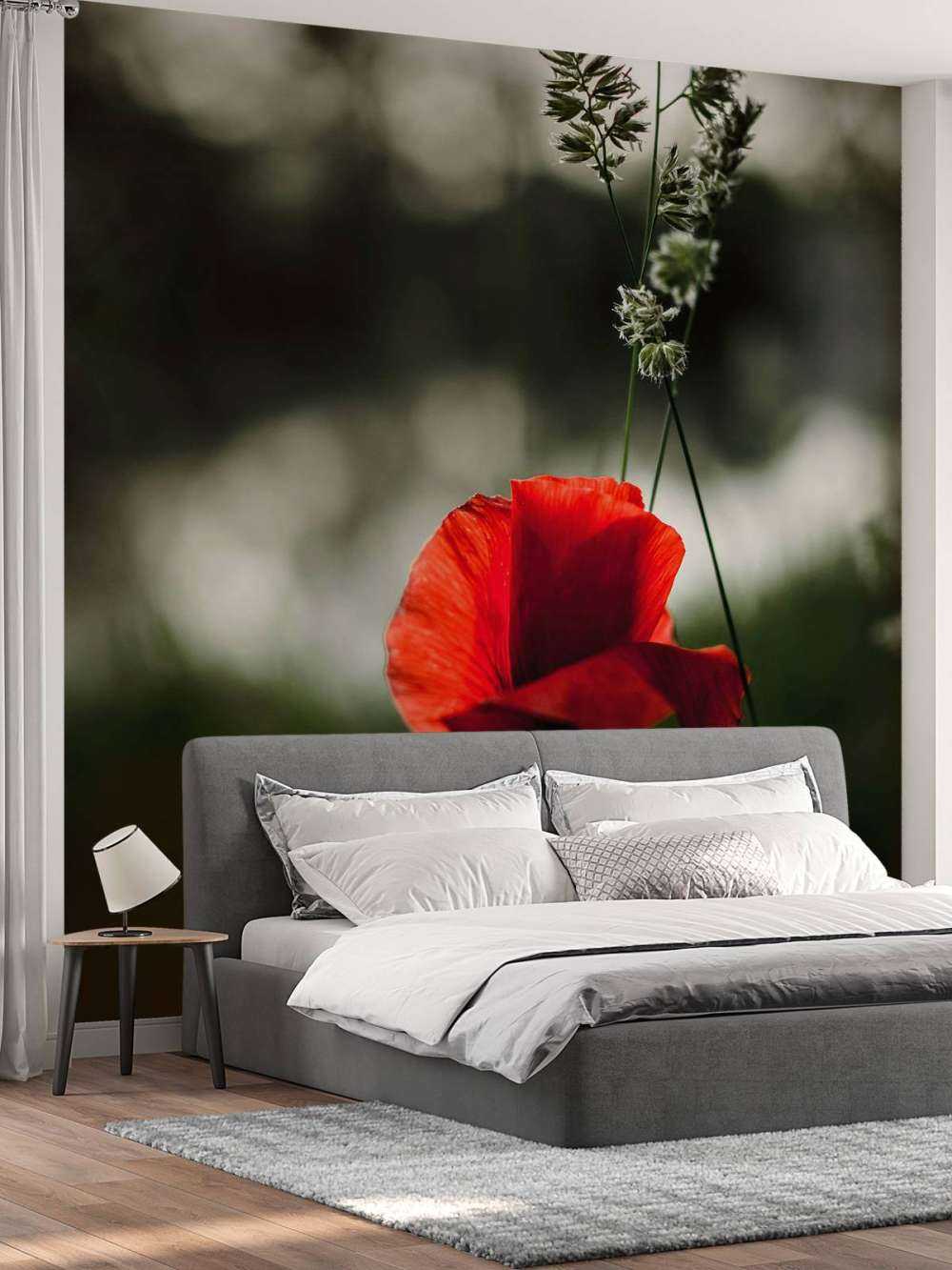 Red poppy with grass