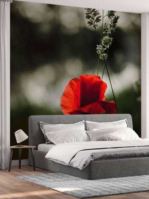 Red poppy with grass