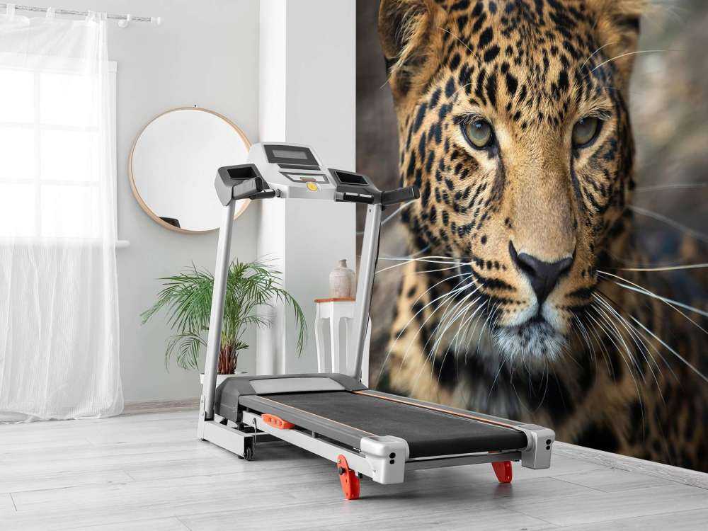 Close, up of a leopard