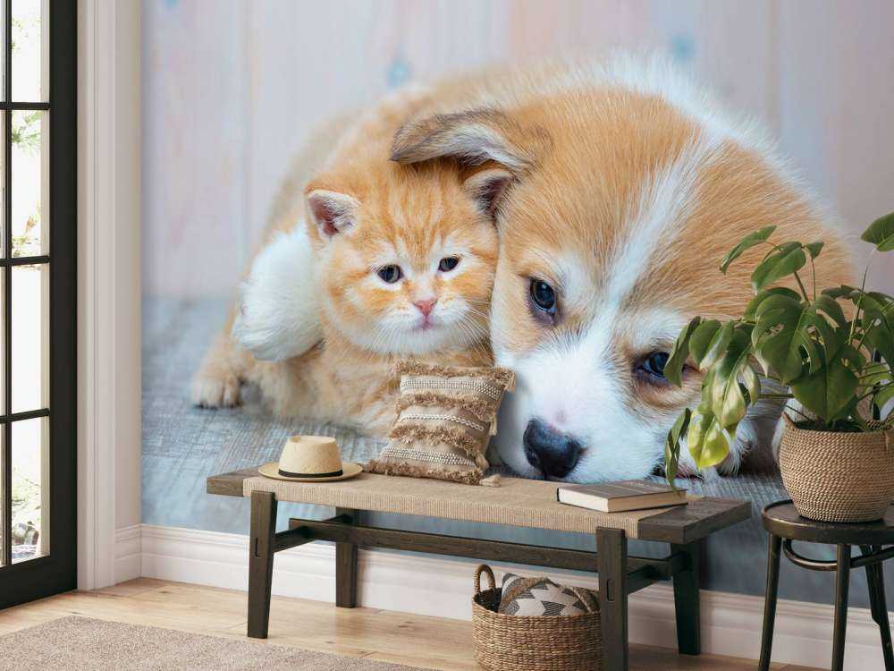 Cat wallpaper. Picture of a kitten and puppy.