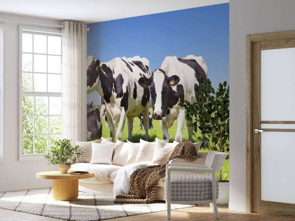 Photo wallpaper cows