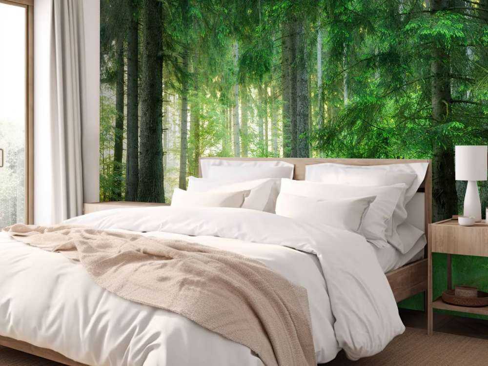 Green conifers forest