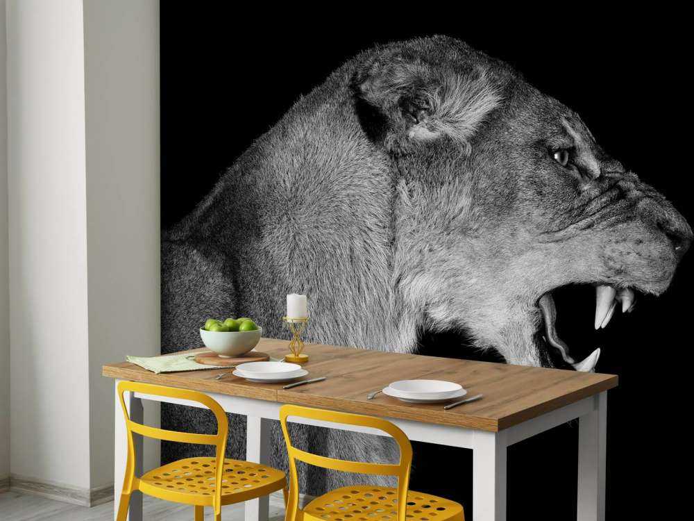 Lioness side view black