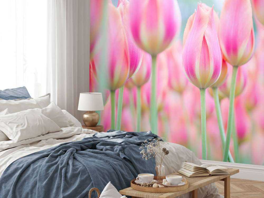 Close-up pink tulips