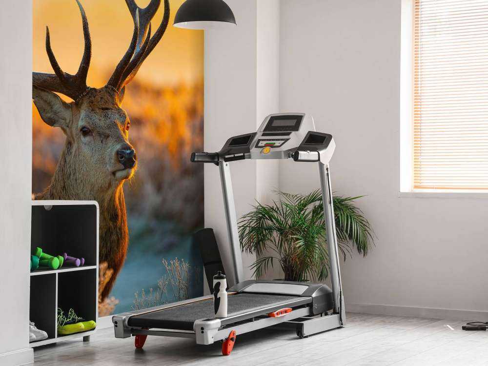 Deer in nature reserve