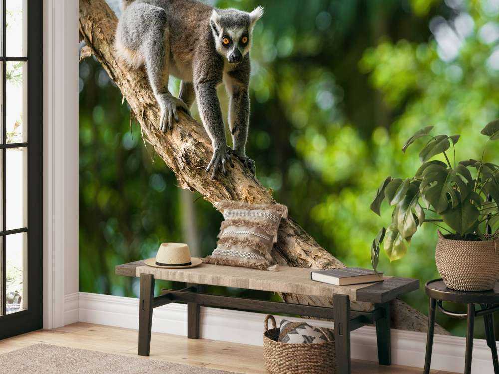 Ring-tailed monkey in a tree