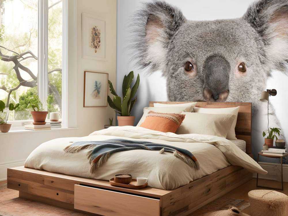 Photo of a koala