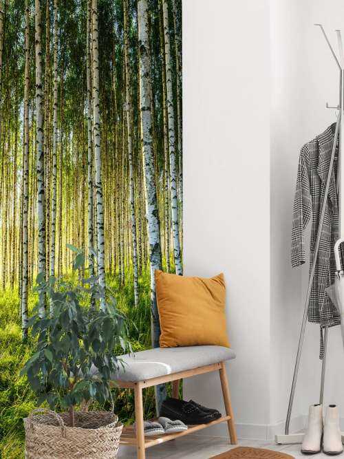 Summer birch forest