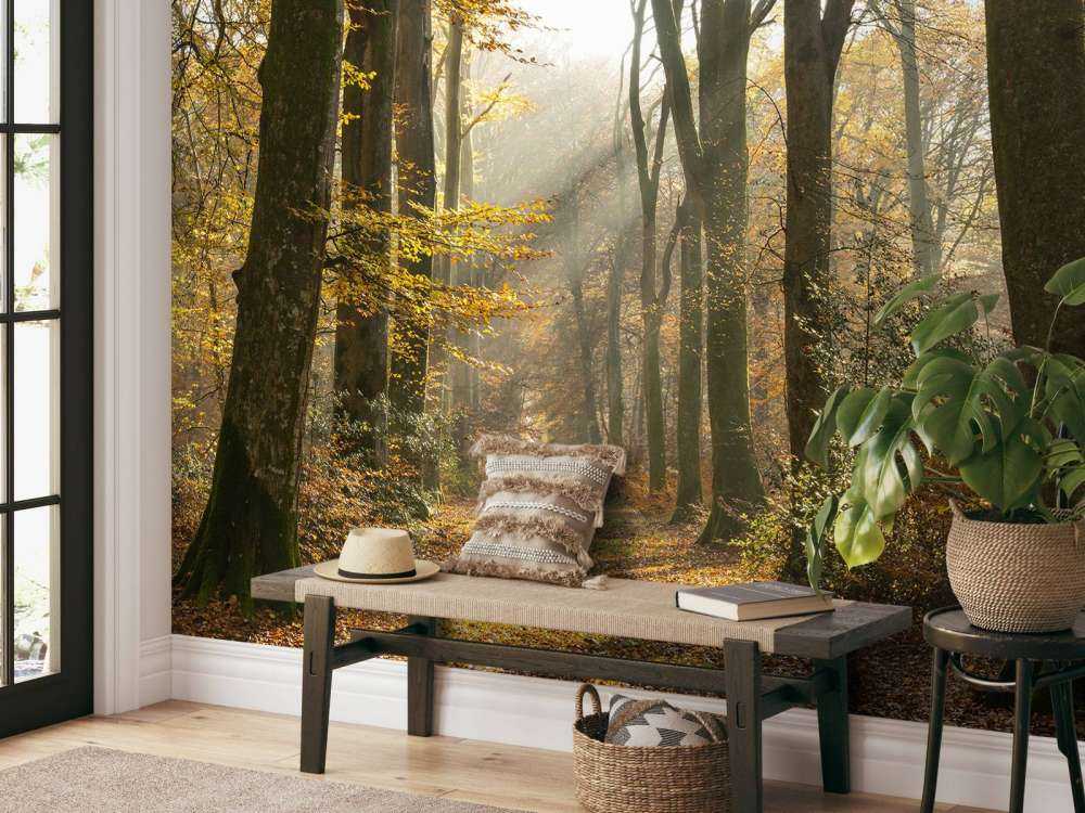 The forest of Crécy