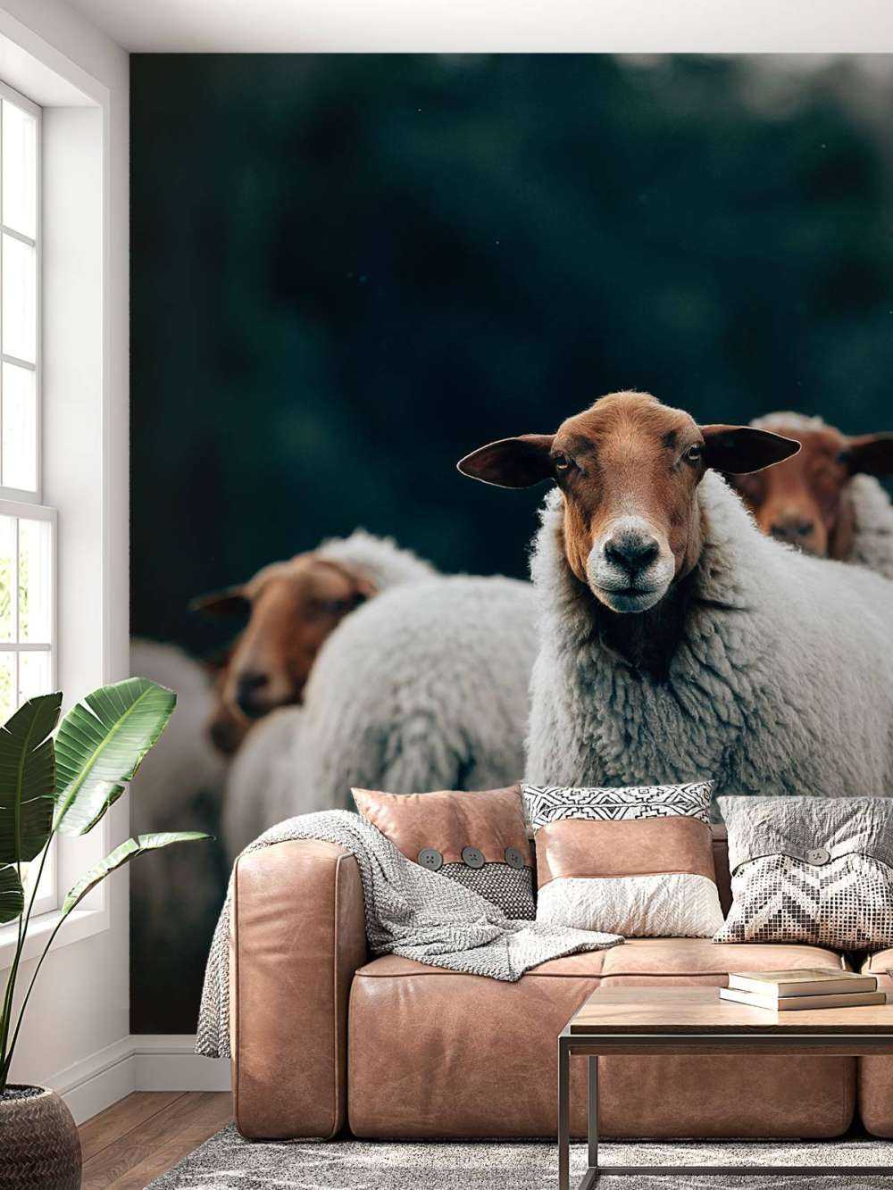 Sheep in the evening