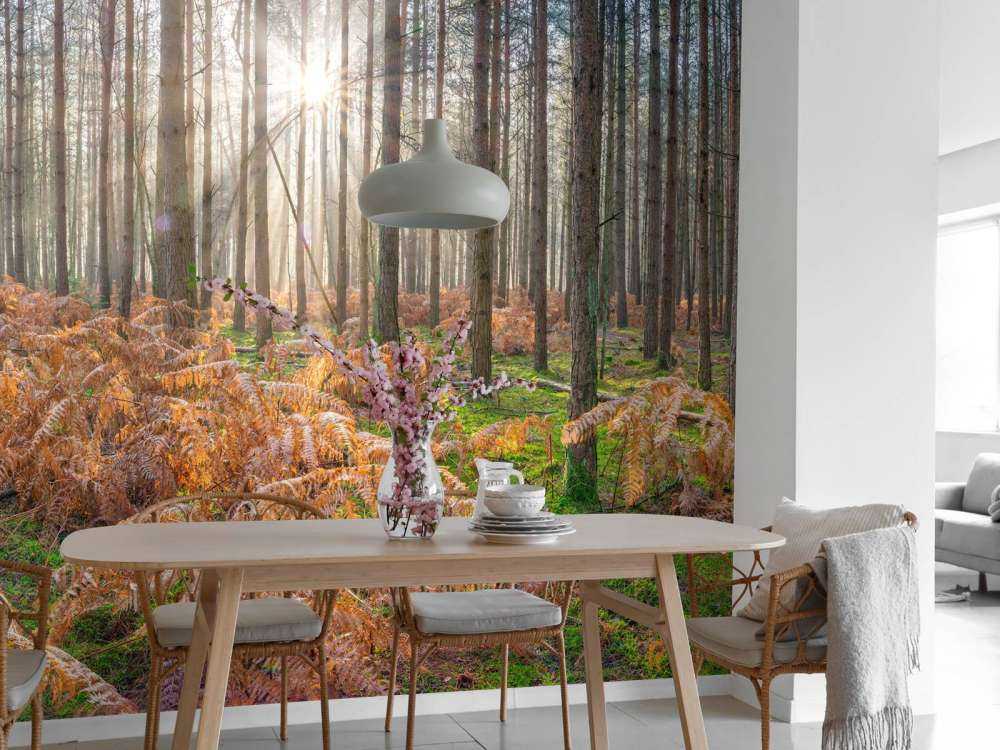 Forest during sunrise