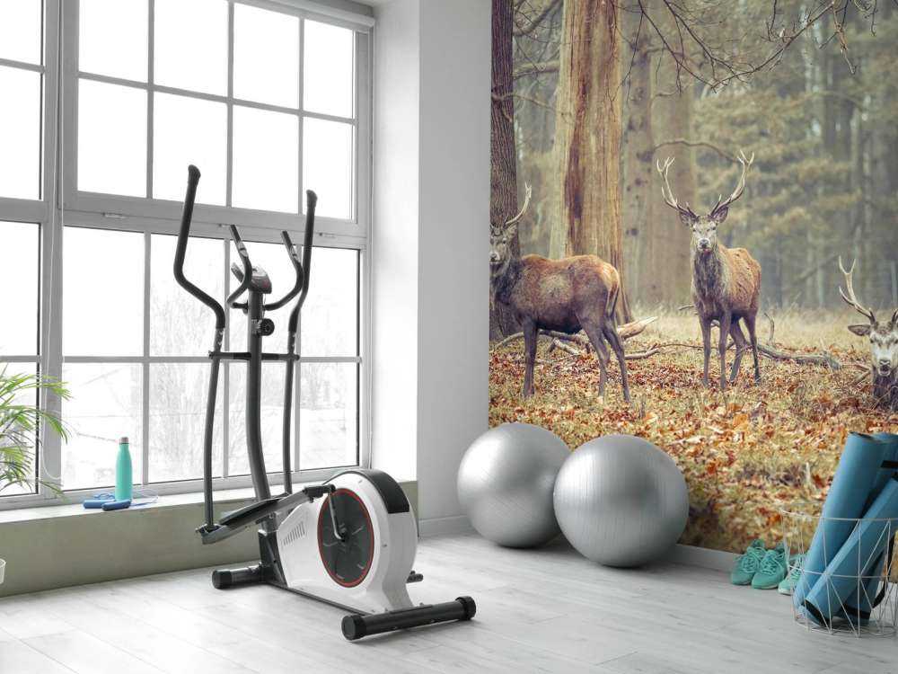 Wild deer