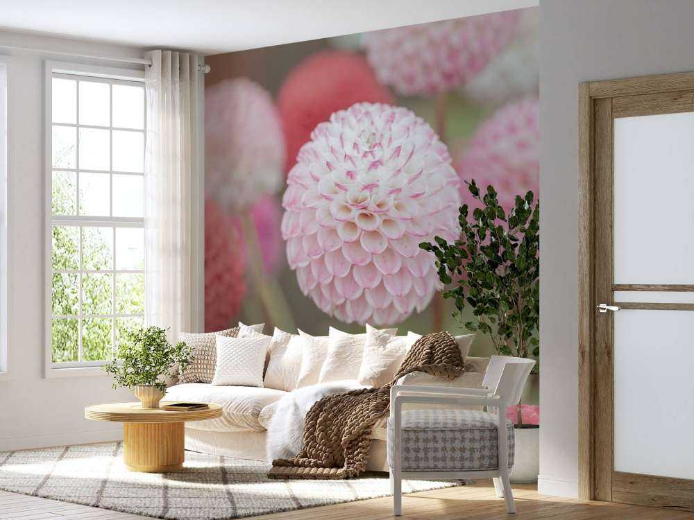 Pink dahlia flowers