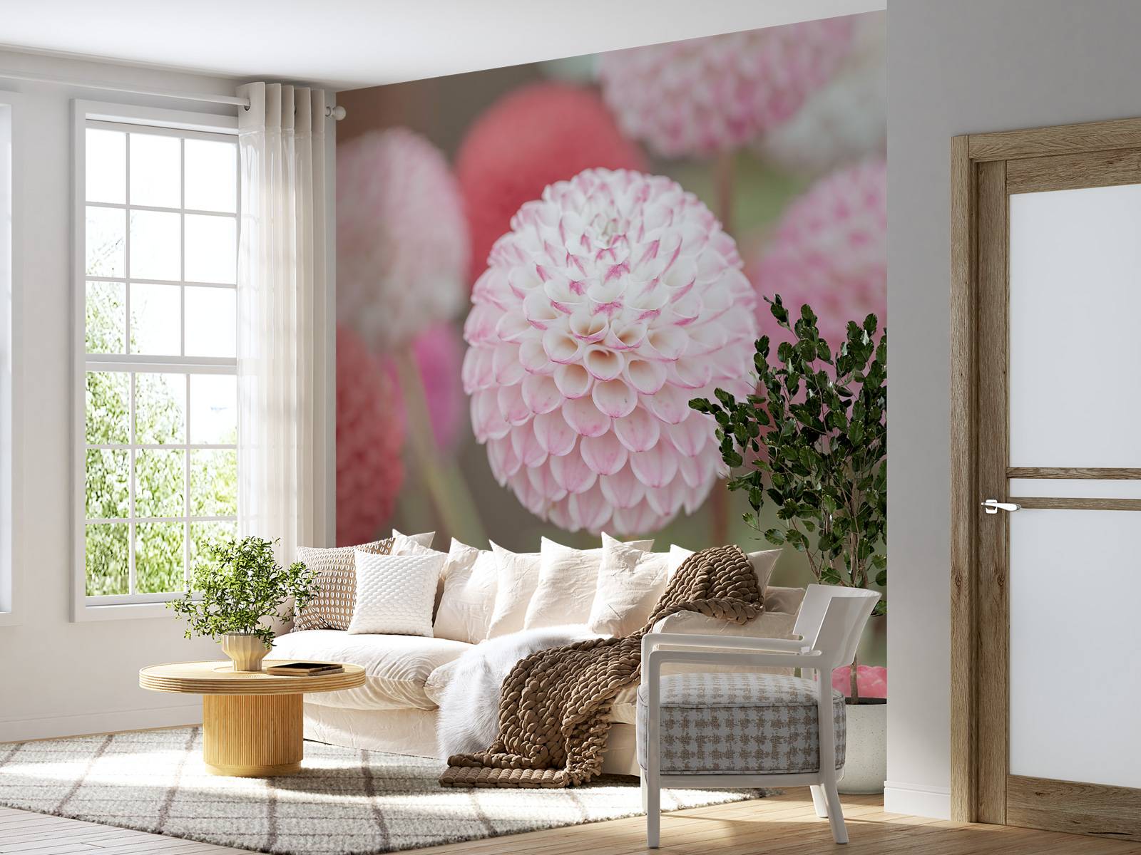 Pink dahlia flowers