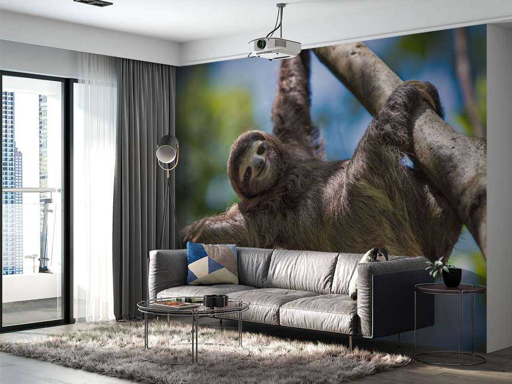 Cheerful sloth