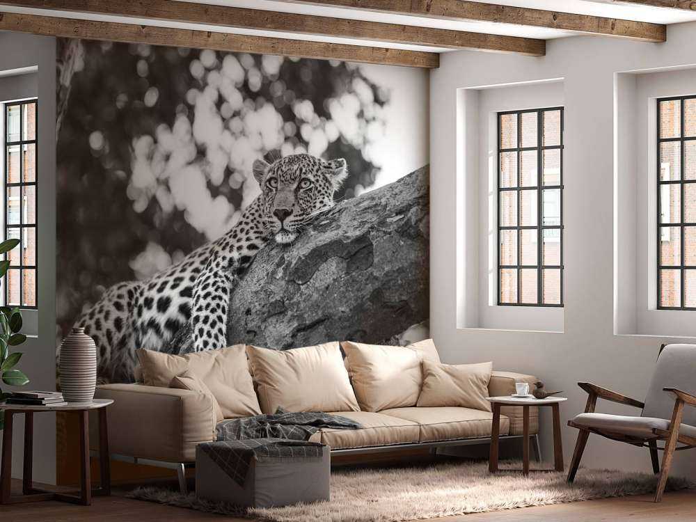 Resting Leopard