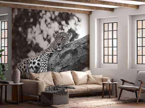 Resting Leopard