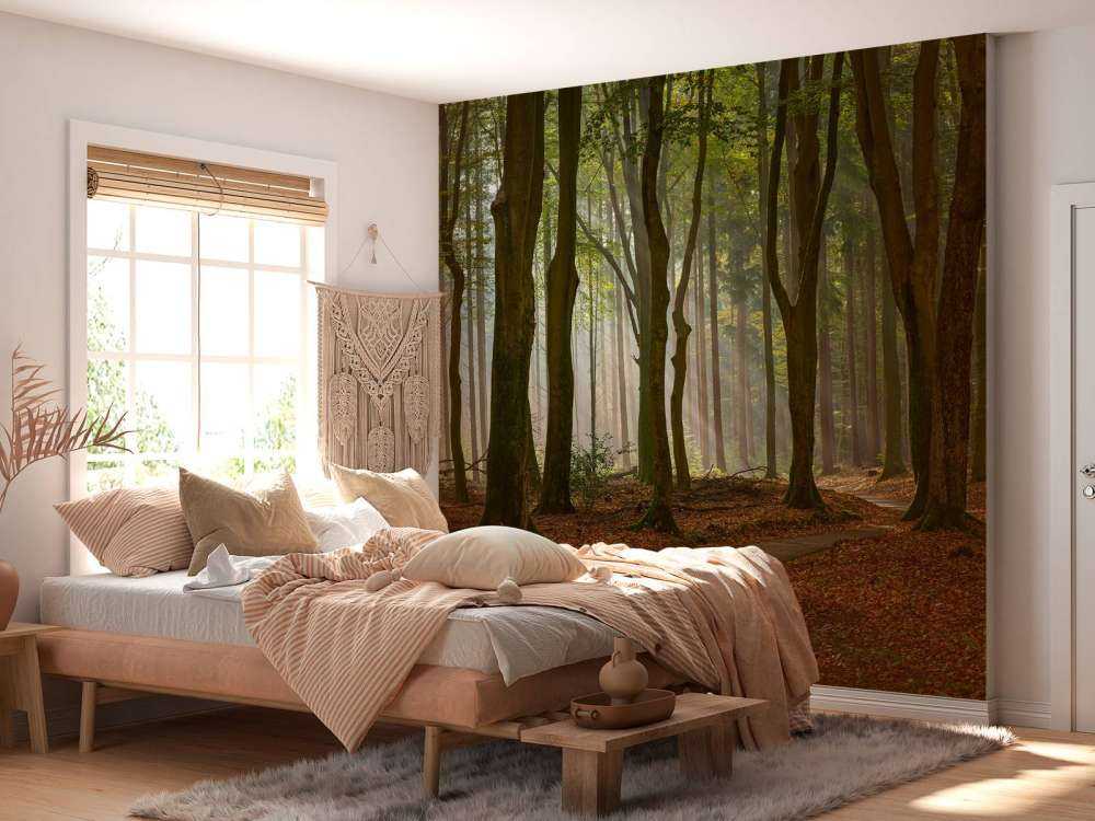 Sun rays at path through the forest