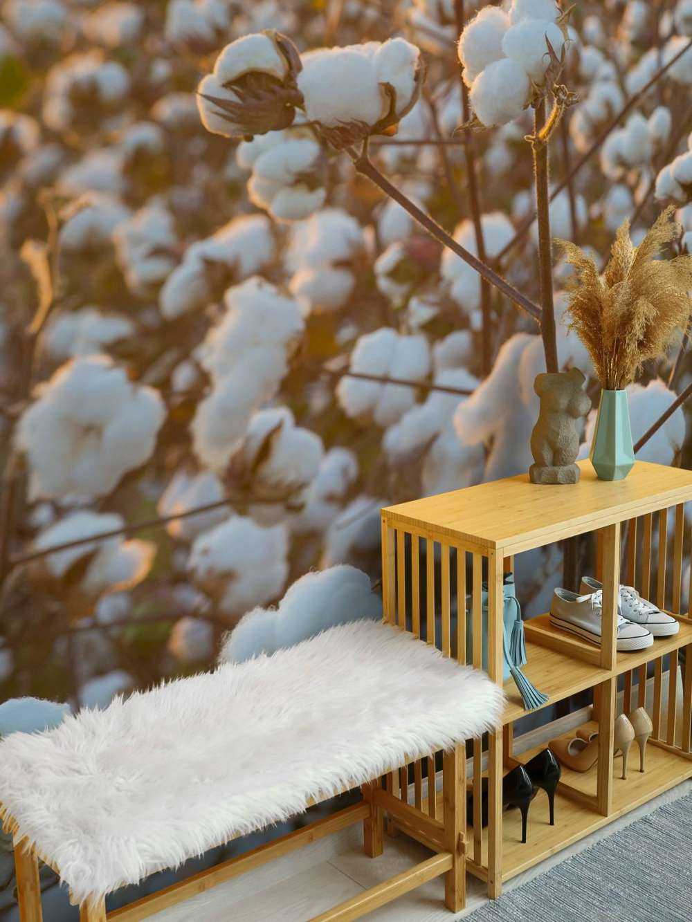 Cotton field with golden yellow sky