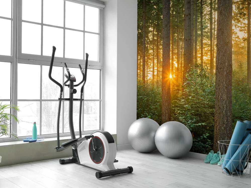 Sunbeams in a coniferous forest