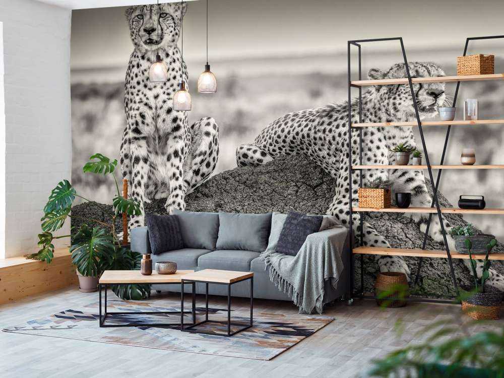 Two Cheetahs watching out