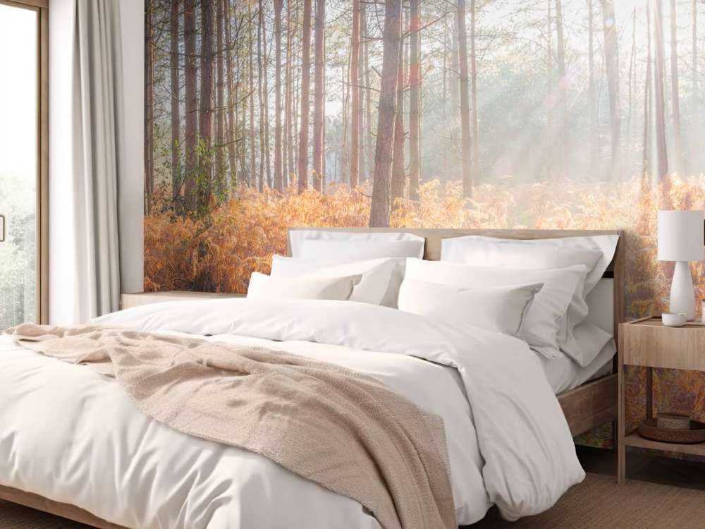 Sun rays through the forest