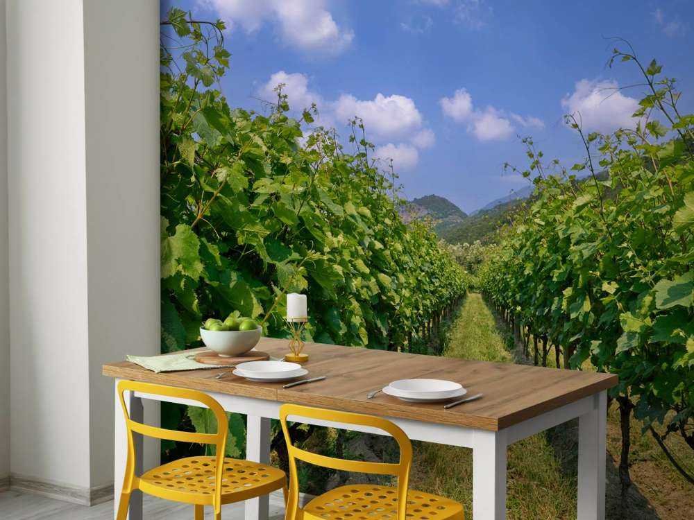 Vineyard in Italy