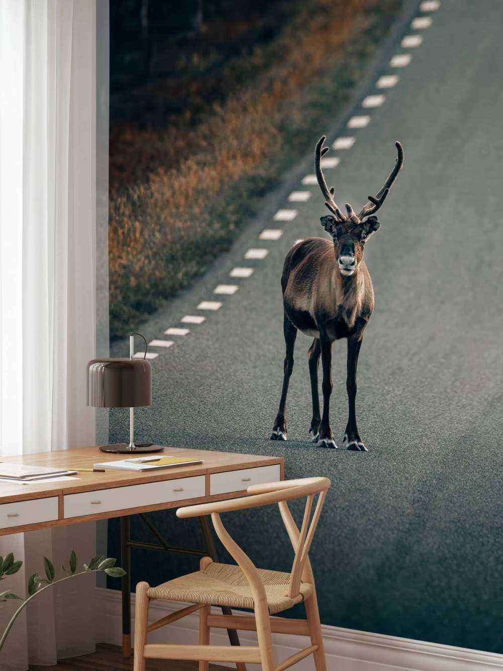 Reindeer on the road