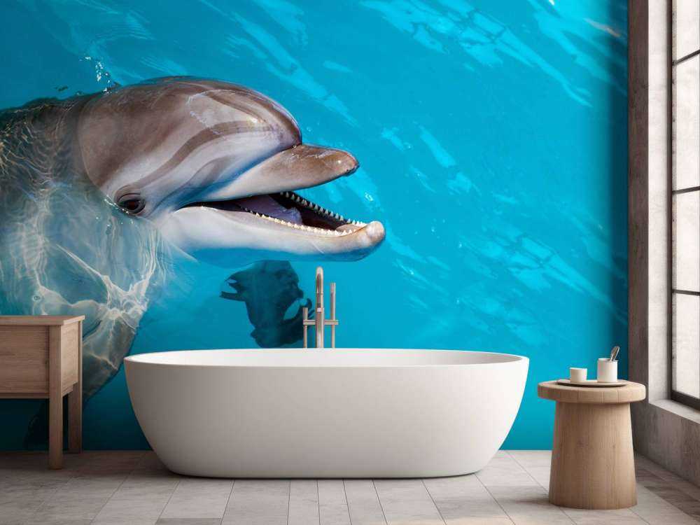Friendly dolphin