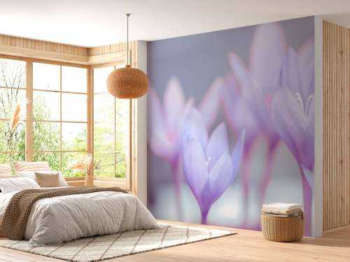 Crocus