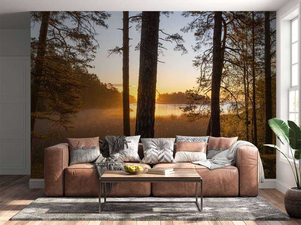 Forest during sunset