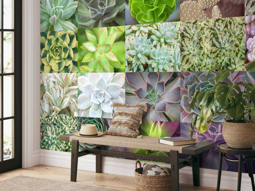 Different succulents