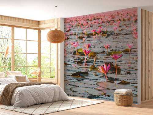 Sea of lotus flowers