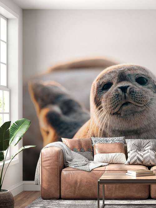 Seal on beach in evening light