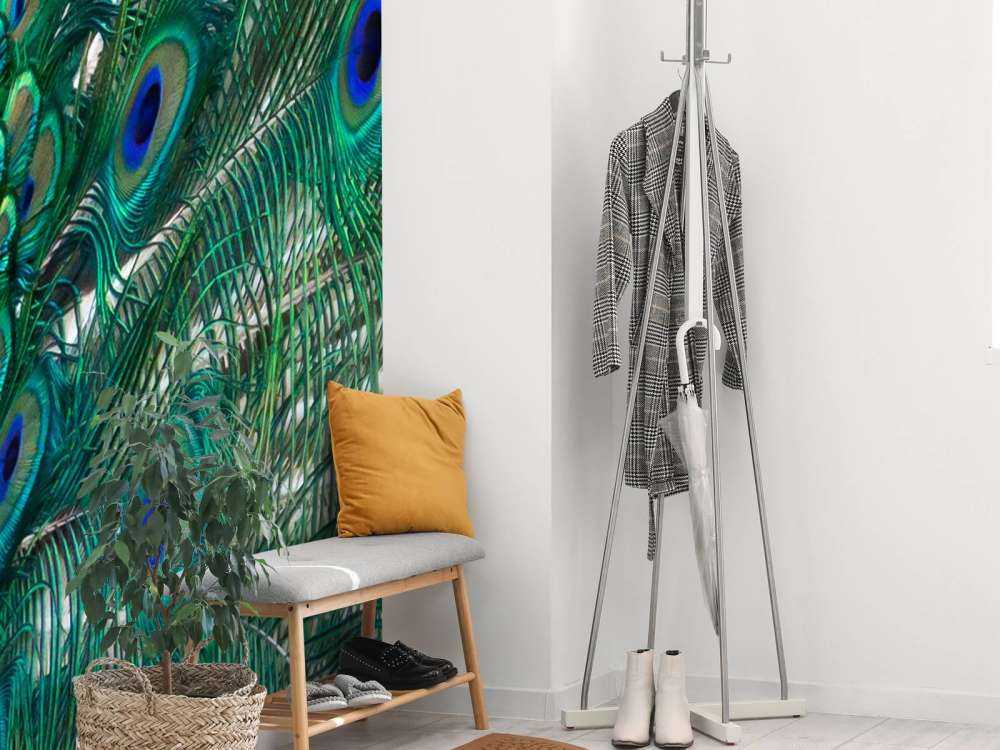 Colored plumage of a peacock