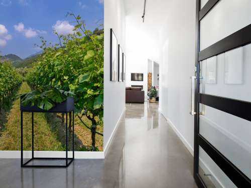 Vineyard in Italy